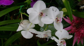 Timeline: Language adquisition during my life