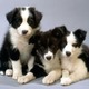 Cute border collie pups