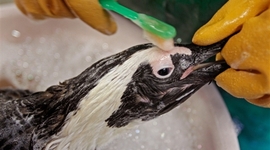 Timeline: Deep Water Horizon Oil Spill 2010