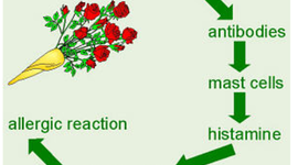 Timeline: Immune Response