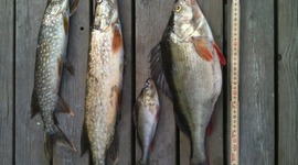 Timeline: Syst.Q västra