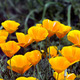 Golden poppy flower