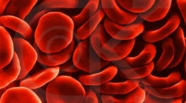 Timeline: Immune System