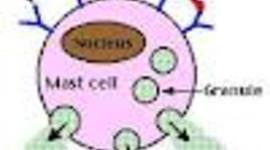 Timeline: Immune System Timeline
