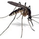 1340811542 1955 mosquito