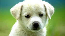 Timeline: Caroline Renee Meador