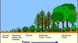 Timeline: Stages of Plant Succession