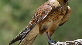 Timeline: AP Events by TG and AC