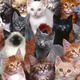 Lots of kitties desktop