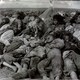 Armenian genocide 02 jpg