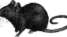 Timeline: History of the Black Death