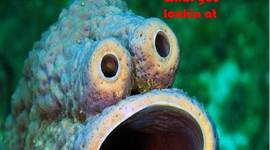 Timeline: Immigration And Westward expantion