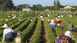 Timeline: Immigrant Timeline