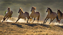 Timeline: Immigrant Timeline