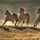 Wild horses