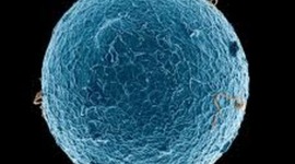 Timeline: Cell Theory  Time line