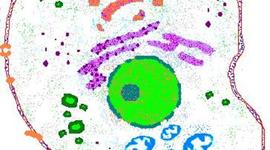 Timeline: Brian's Cell Theory Timeline Project