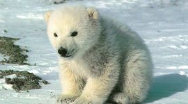 Timeline: crabbe's life