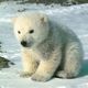 Cute polar bear cub sitting on snow 1024x768