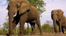 Timeline: Zimbabwe timeline