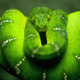 5355 animals hd wallpapers snake green