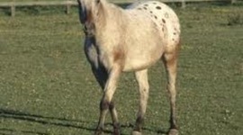 Timeline: cars and more