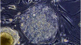 Timeline: Descubrimientos.