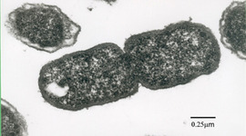 Timeline: La teoría celular