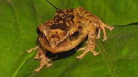 Timeline: Puerto Rico's Language Policy