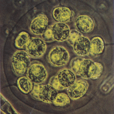 Timeline: scientific discoverys by India Freeman