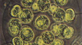 Timeline: scientific discoverys by India Freeman