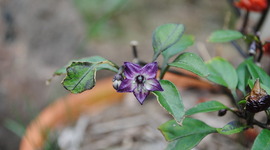 Timeline: La Vida de Cynthia