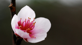 Timeline: Battleforge_Management Timeline