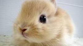 Timeline: ------------------------The Spanish Conquest ----------------------