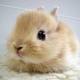 Cute bunny