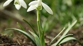 Timeline: Как наступление весны отразилось в творчестве художников, поэтов и народа?