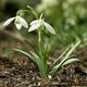 265px galanthus nivalis