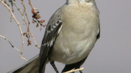 Timeline: INSPIRATION FOR TO KILL A MOCKINGBIRD IN 1920-1929? YOU DECIDE!