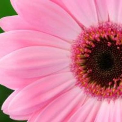 Timeline: Hale-History Of India