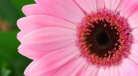 Timeline: Hale-History Of India