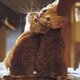 Two cats 703387
