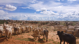 Timeline: Cattle Boom