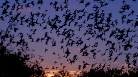 Timeline: Stellaluna - Nadira Colbert