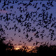 Mexican free tailed bats flying