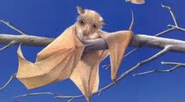 Timeline: stellaluna by alicia cruz