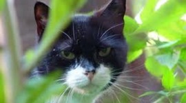 Timeline: La Vida de Rosa