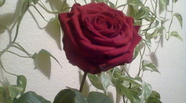 Timeline: Loovus ja IKT