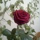Foto0012