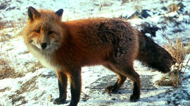 Timeline: arvutiga loovuse kallale