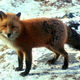 800px vulpes vulpes standing in snow